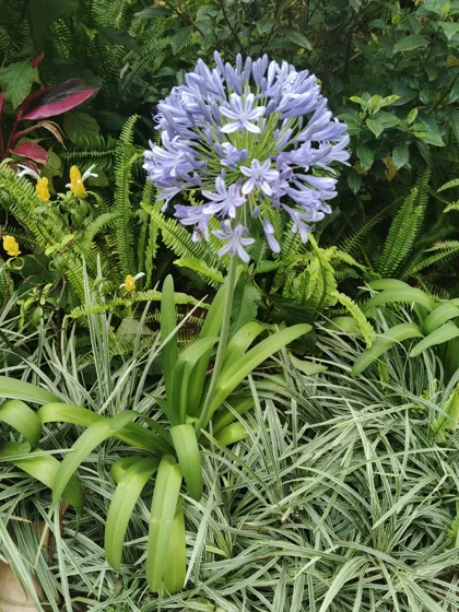 Purple agapanthus flower