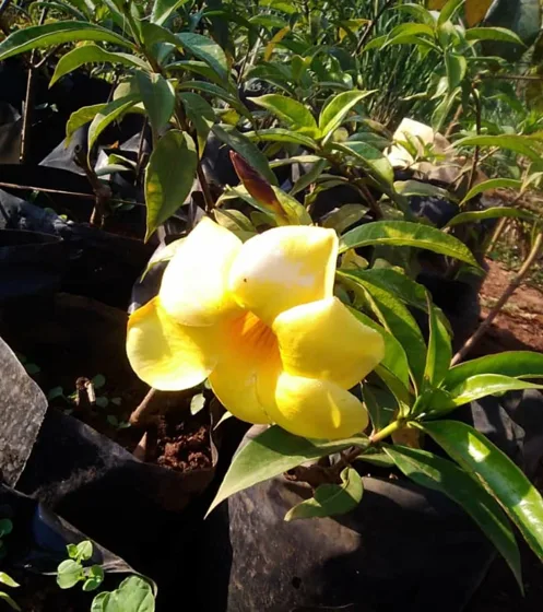 Yellow allamanda flower