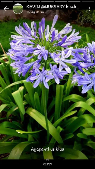 Purple agapanthus flowers
