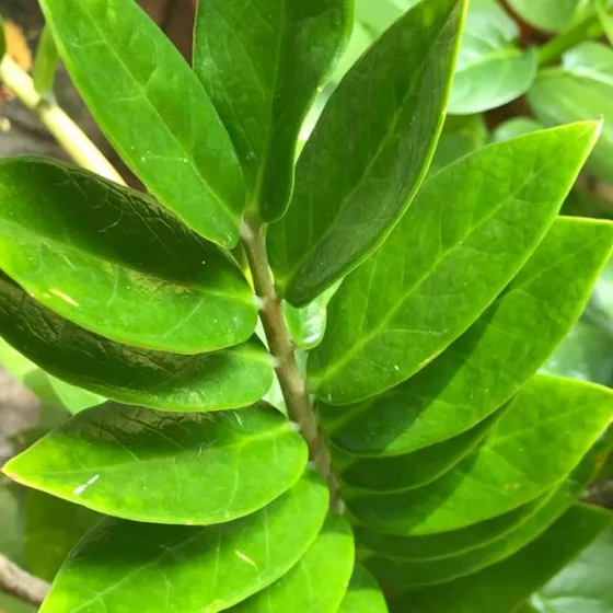 Zz plant leaves