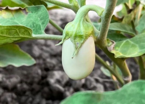 White eggplant fruit