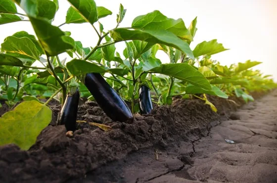 Eggplant growing in garden bed