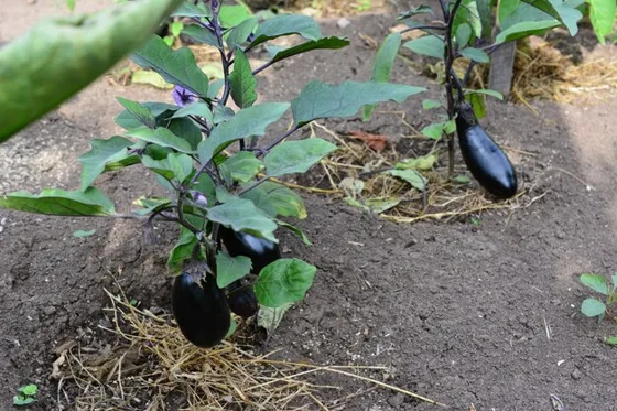 Purple eggplant on plant