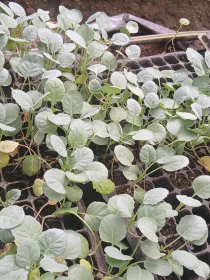 Brassica seedlings