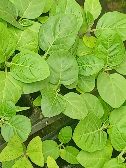 Broad leaf vegetable seedlings