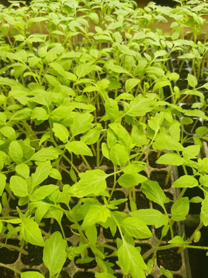 Vegetable seedlings in nursery