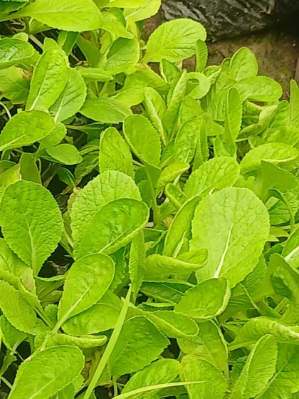 Leafy green vegetable seedlings