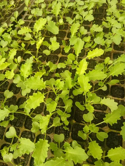 Lobed leaf vegetable seedlings
