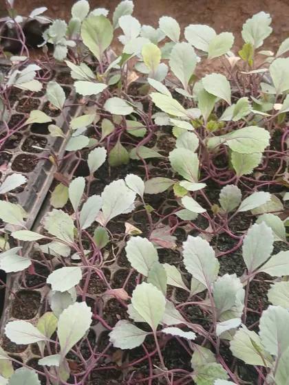 Cabbage