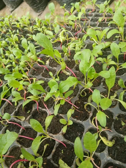 Young vegetable seedlings