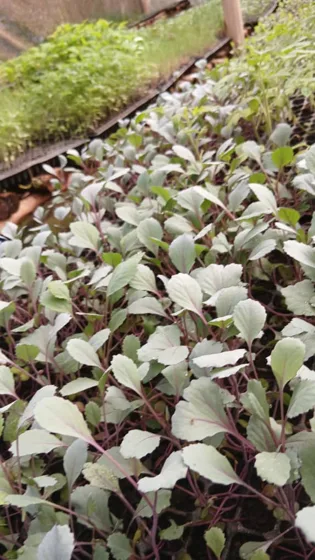 Brassica seedlings in nursery