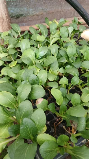 Leafy vegetable seedlings in trays
