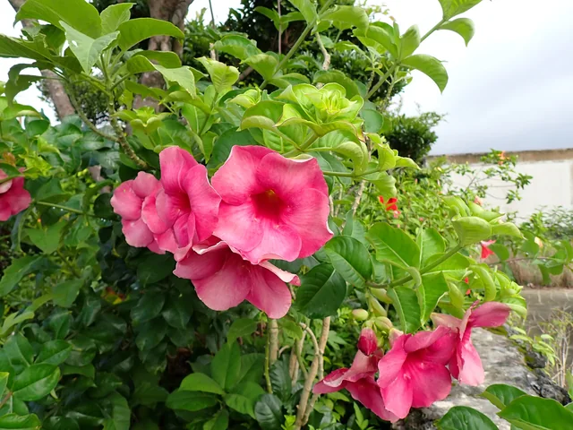 Alamanda purple