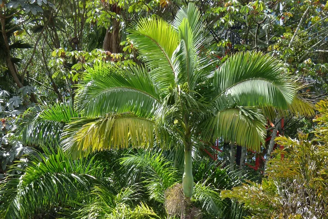 Alexander palms