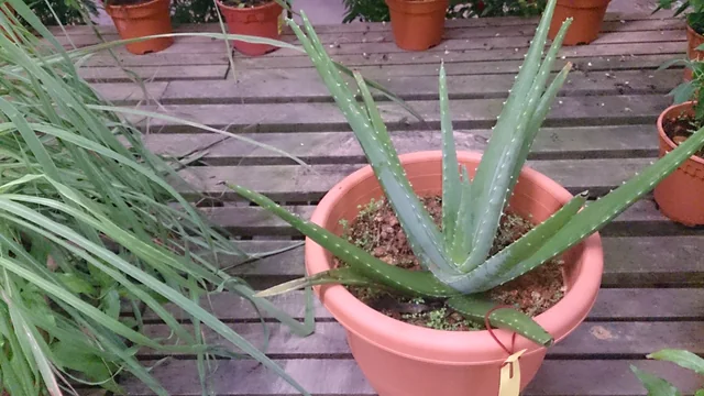 Aloe vera