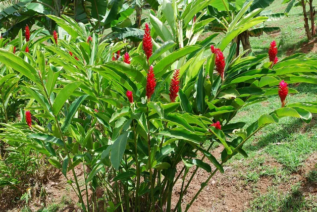 Alpinia red