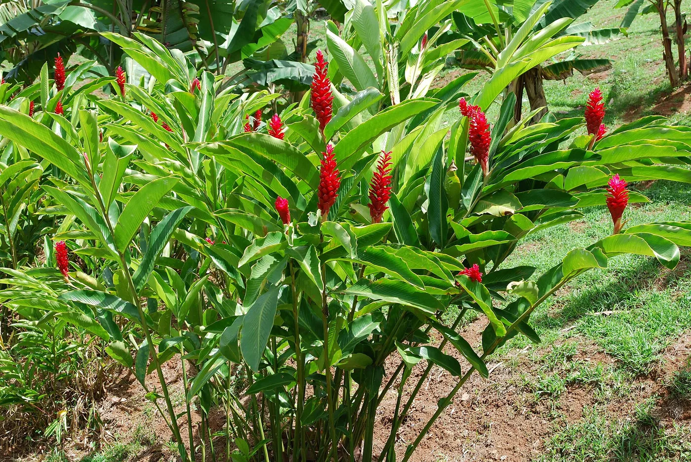 Alpinia red