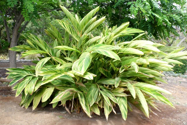 Alpinia yellow