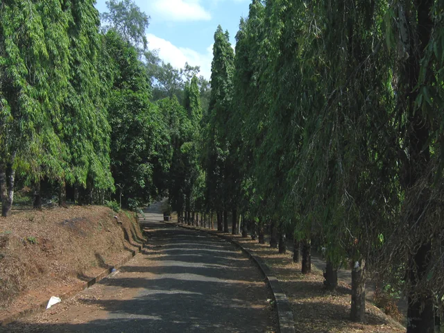 Ashok tree