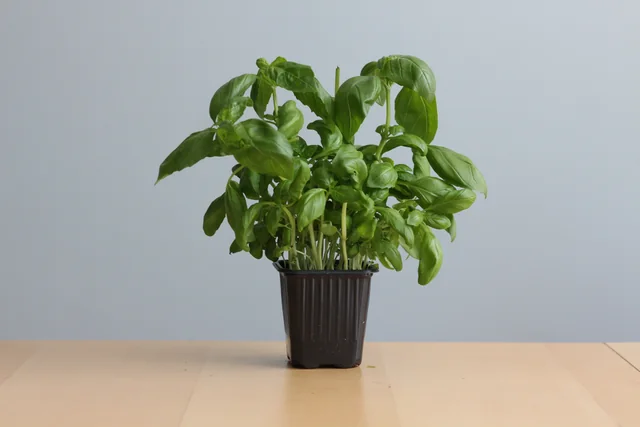 Basil