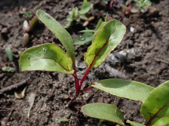 Beetroot