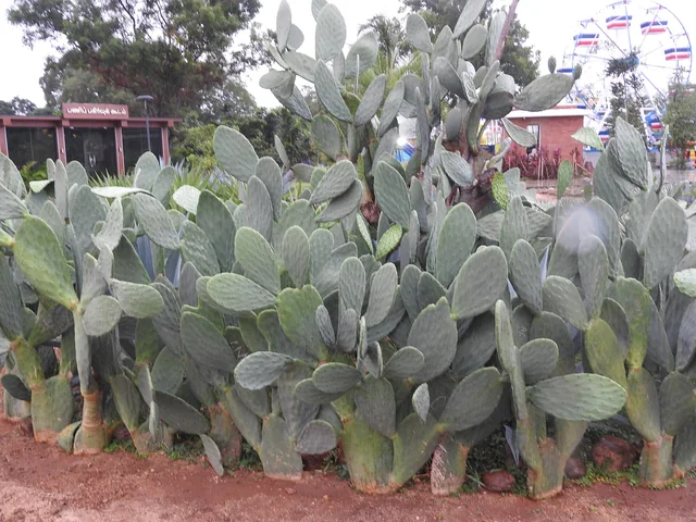 Cactus thornless