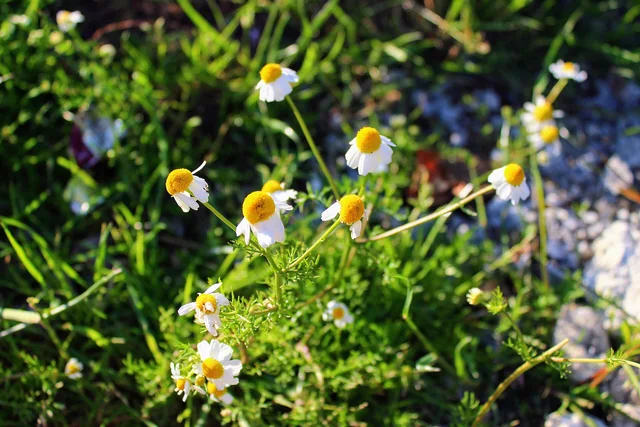 Chamomile