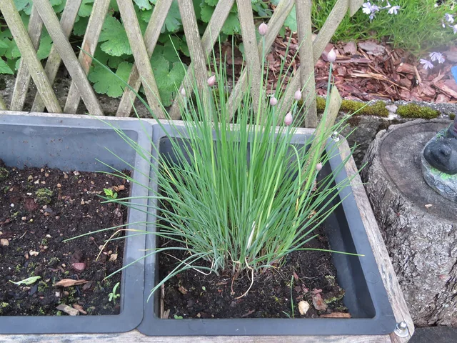 Chives