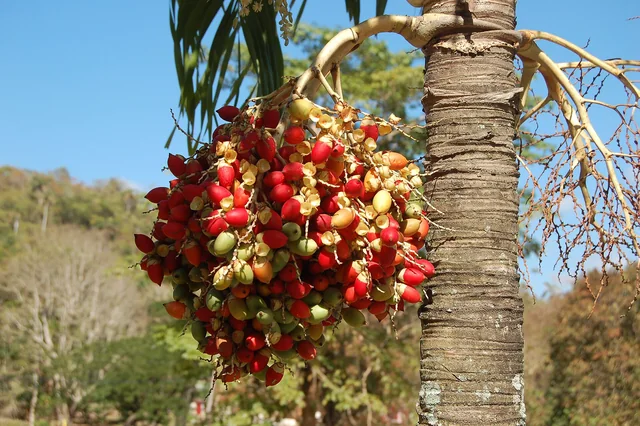 Christmas palms