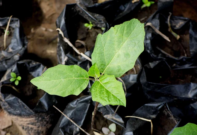 Eggplant