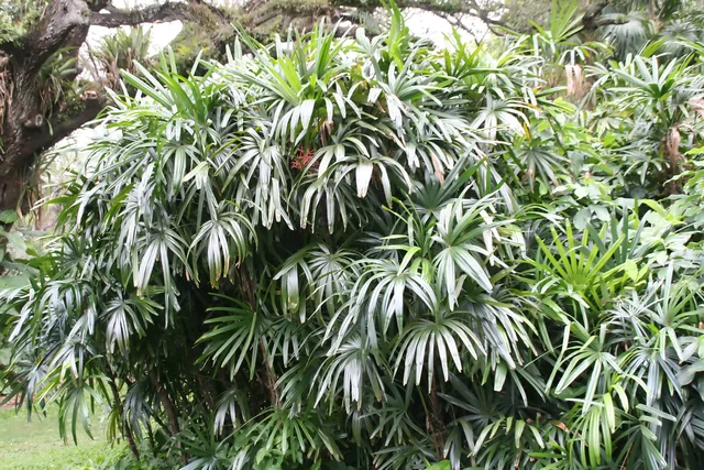 Finger palms