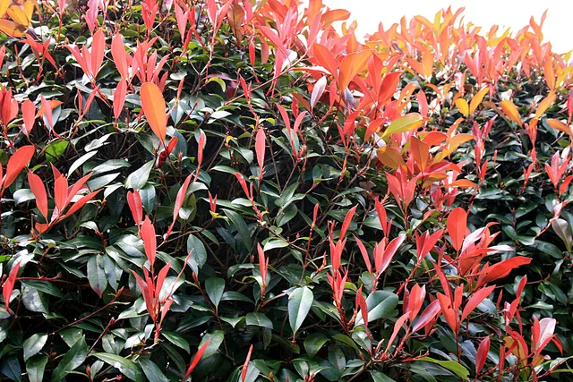 Fobias red