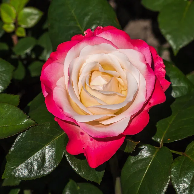 Giant roses