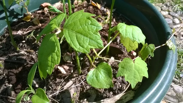 Grapes