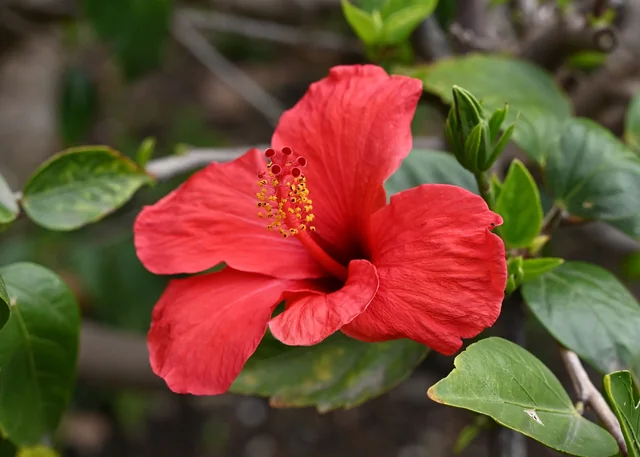 Hibiscus