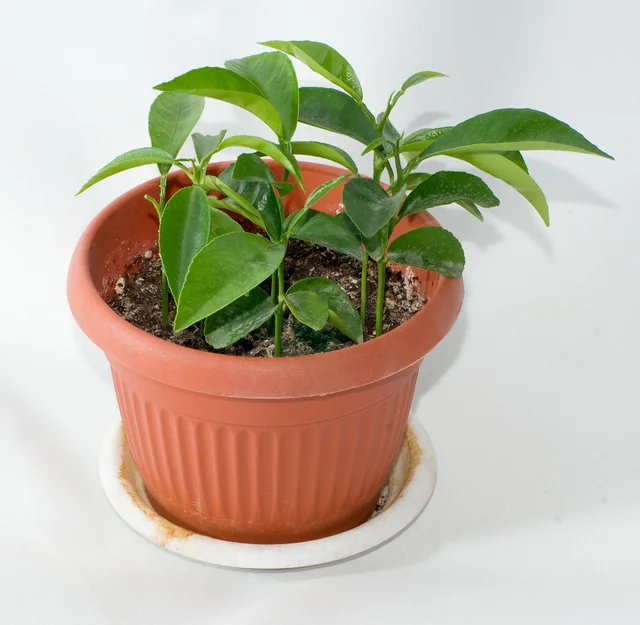 Honey tangerines