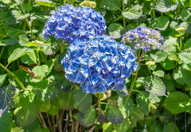 Hydrangeas
