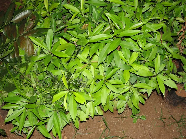 Jambula