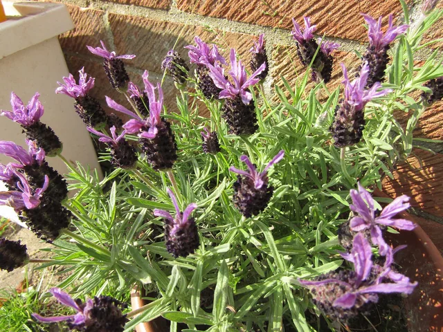 Lavender