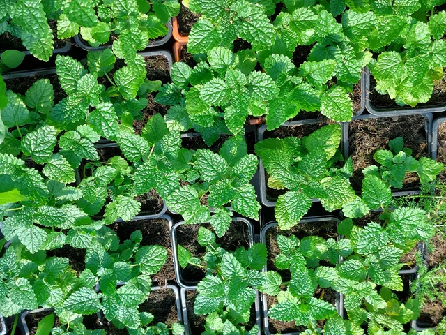 Lemon balm