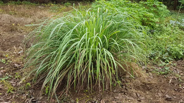 Lemon grass