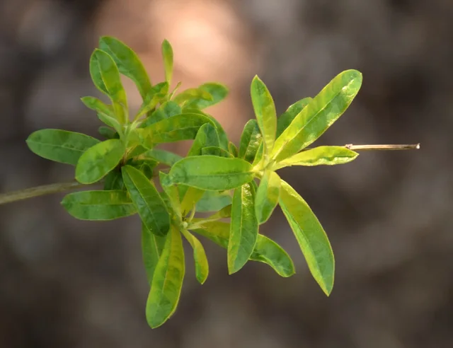 Lemon verbena