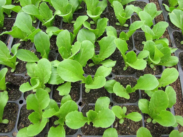 Lettuce