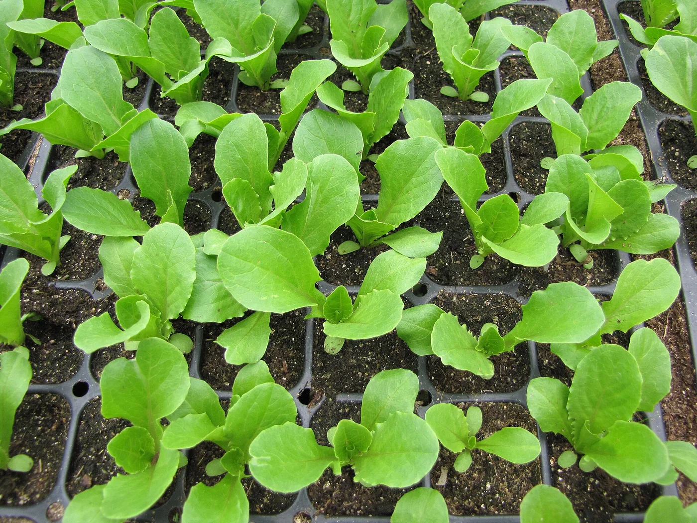 Lettuce