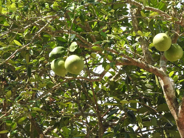 Limes