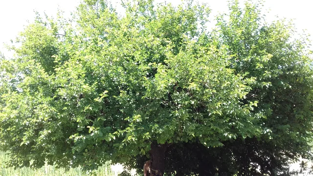 Mulberry