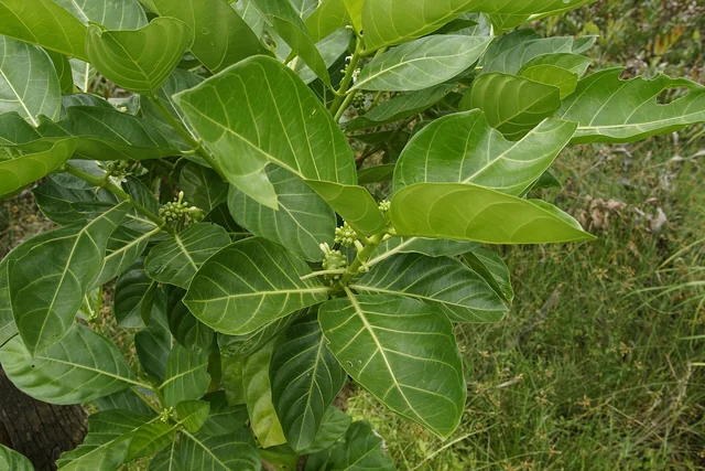 Non tree