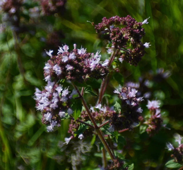 Oregano