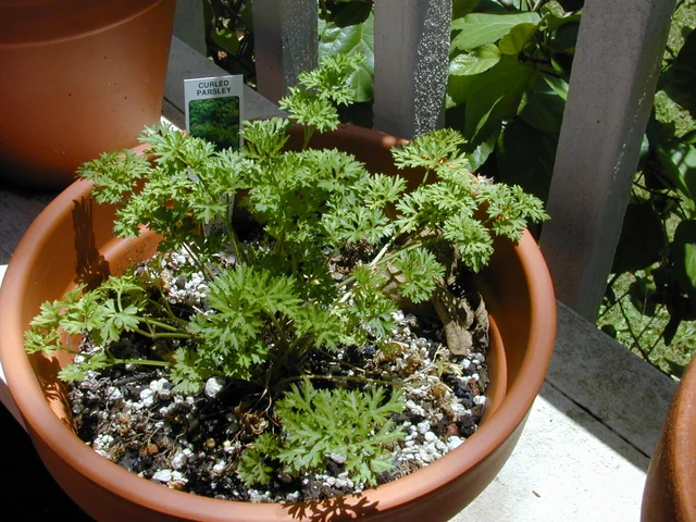 Parsley