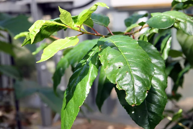 Prunus africana